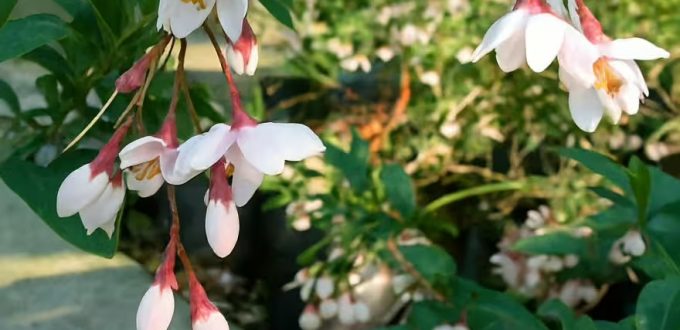 Japanischer Storaxbaum 'Snowcone' ® / Styrax japonicus 'Snowcone' ®