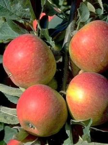 Apfel 'Alkmene' / Malus domestica 'Alkmene'