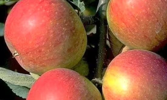 Apfel 'Alkmene' / Malus domestica 'Alkmene'