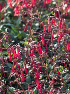 Kapfuchsie 'Cherry Ripe ®' /  Phygelius aequalis 'Cherry Ripe ®'
