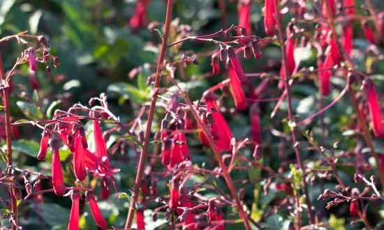 Kapfuchsie 'Cherry Ripe ®' / Phygelius aequalis 'Cherry Ripe ®'