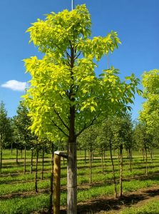 Gelbe Kleeulme / Lederstrauch / Ptelea trifoliata 'Aurea'