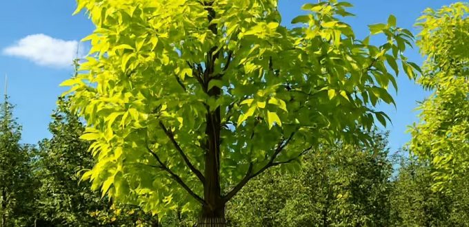 Gelbe Kleeulme / Lederstrauch / Ptelea trifoliata 'Aurea'
