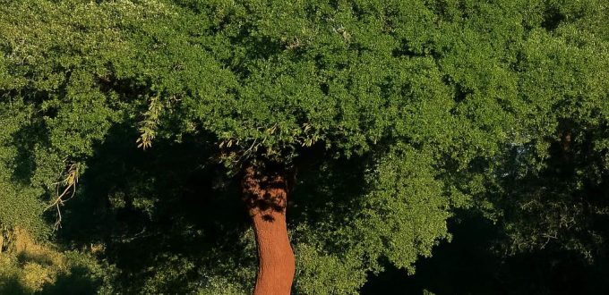 Kork-Eiche / Pantoffelbaum / Quercus suber