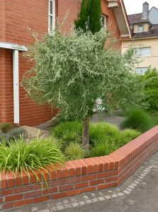 Weidenblättrige Hänge-Birne 'Pendula' /Pyrus salicifolia 'Pendula'