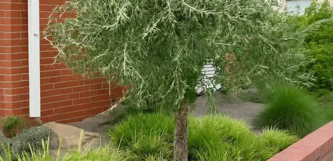 Weidenblättrige Hänge-Birne 'Pendula' /Pyrus salicifolia 'Pendula'
