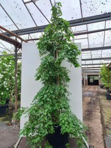 Japanischer Storaxbaum 'Fragrant Fountain' / Styrax japonicus 'Fragrant Fountain'