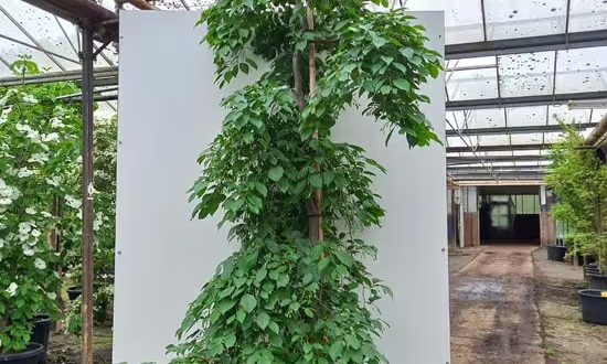 Japanischer Storaxbaum 'Fragrant Fountain' / Styrax japonicus 'Fragrant Fountain'
