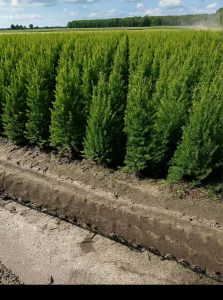 Gewöhnliche Eibe / Heimische Eibe / Taxus baccata
