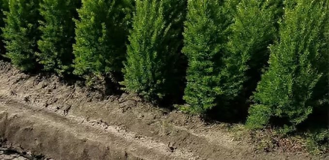 Gewöhnliche Eibe / Heimische Eibe / Taxus baccata