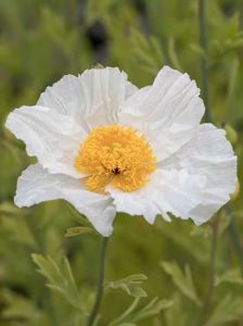 Kalifornischer Scheinmohn / Romneya coulteri