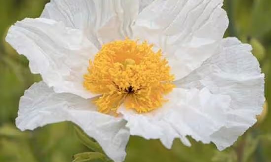 Kalifornischer Scheinmohn / Romneya coulteri