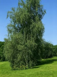Sand-Birke 'Laciniata' / Betula pendula 'Laciniata'