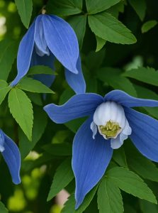Alpen-Waldrebe 'Frances Rivis' / 'Blue Giant' / Clematis alpina 'Frances Rivis'