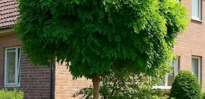 Kugel-Robinie / Kugel-Akazie / Robinia pseudoacacia