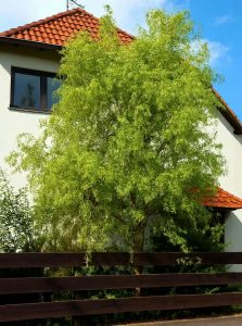 Gelbe Korkenzieherweide / Salix matsudana 'Tortuosa Aurea'