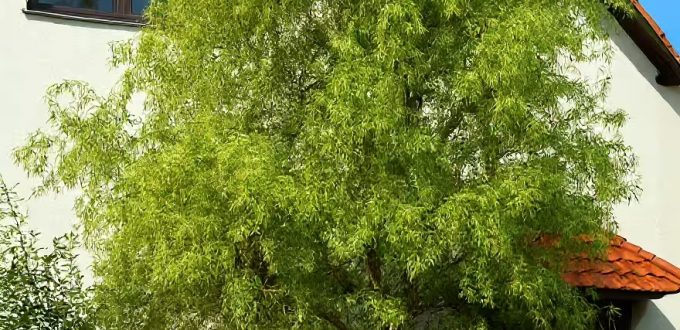 Gelbe Korkenzieherweide / Salix matsudana 'Tortuosa Aurea'