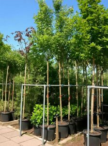 Chinesische Wild-Birne 'Chanticleer' / Pyrus calleryana 'Chanticleer'