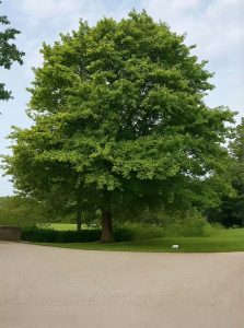 Sumpf-Eiche / Spree-Eiche / Boulevard-Eiche / Nadel-Eiche / Quercus palustris