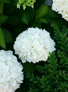  Bauern-Hortensie 'Coco Blanc'/ Hydrangea macrophylla 'Coco Blanc'