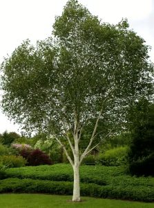 Weißrindige Himalaja-Birke 'Doorenbos' / Betula utilis 'Doorenbos'