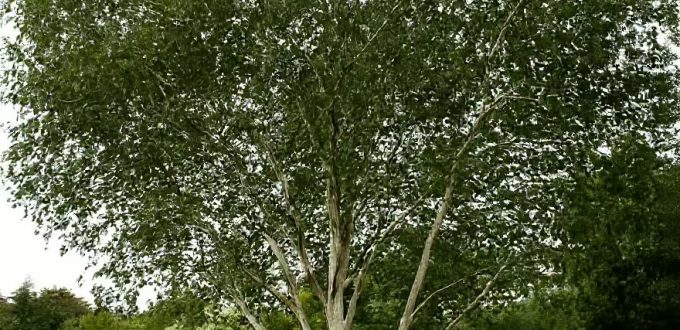 Weißrindige Himalaja-Birke 'Doorenbos' / Betula utilis 'Doorenbos'