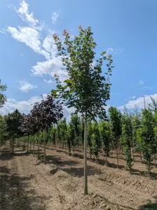 Spitz-Ahorn / Acer platanoides als Hochstamm - ein Pflanzpfahl ist sehr empfehlenswert