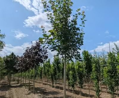 Spitz-Ahorn / Acer platanoides als Hochstamm - ein Pflanzpfahl ist sehr empfehlenswert