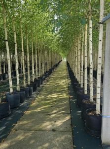 Sand-Birke / Warzen-Birke / Weiß-Birke / Gemeine-Birke Betula pendula 14-16 STU im Container