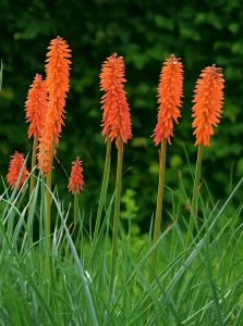 Fackellilie 'Elvira ®' / Kniphofia uvaria 'Elvira ®'