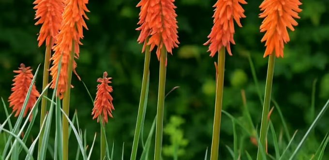 Fackellilie 'Elvira ®' / Kniphofia uvaria 'Elvira ®'