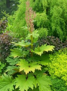 Kron-Rhabarber / Sibirischer Zier-Rhabarber / Rheum palmatum tanguticum