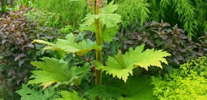 Kron-Rhabarber / Sibirischer Zier-Rhabarber / Rheum palmatum tanguticum