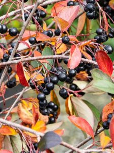 Apfelbeere 'Autumn Magic' / Aronia melanocarpa 'Autumn Magic'
