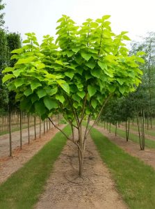 Gold-Trompetenbaum 'Schirmform' 'Aurea' / Catalpa bignonioides 'Aurea'