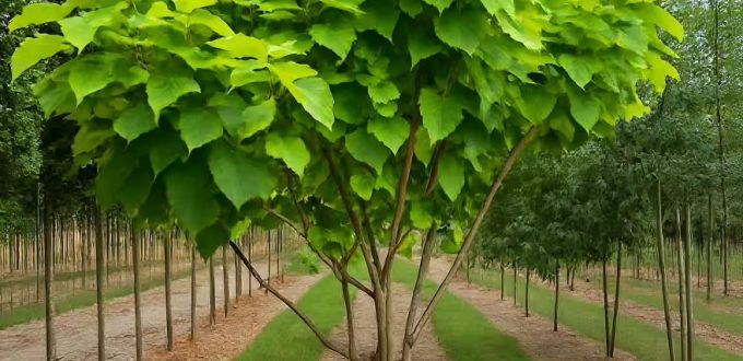 Gold-Trompetenbaum 'Schirmform' 'Aurea' / Catalpa bignonioides 'Aurea'