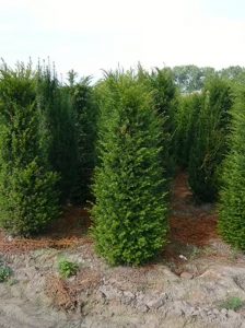 Gewöhnliche Eibe / Heimische Eibe / Taxus baccata 180-200 cm m. B.