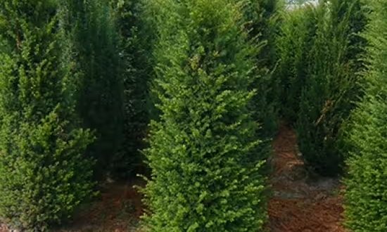Gewöhnliche Eibe / Heimische Eibe / Taxus baccata 180-200 cm m. B.