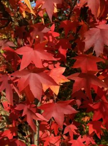 Herbstfärbung des Liquidambar styraciflua