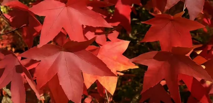 Herbstfärbung des Liquidambar styraciflua