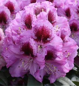 Rhododendron 'Pfauenauge' / Rhododendron Hybride 'Pfauenauge ®'
