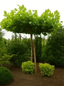 Dach-Platane / Schirmplatane / Platanus acerifolia 'Dachform' / Dachspalier'