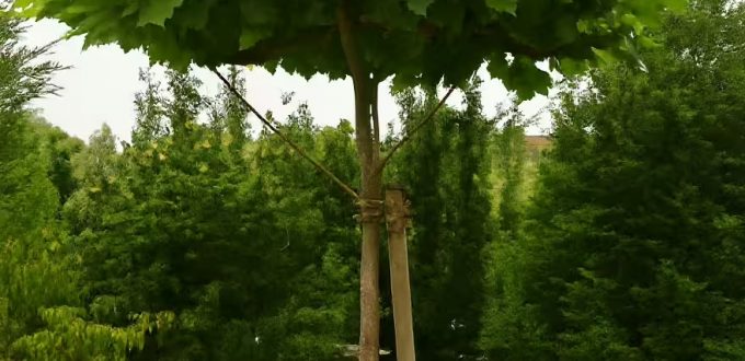 Dach-Platane / Schirmplatane / Platanus acerifolia 'Dachform' / Dachspalier'