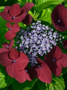 Teller-Hortensie 'Rotschwanz' ('Redstart') / Hydrangea macrophylla 'Rotschwanz' ('Redstart')