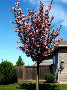 Zwerg-Blut-Pflaume / Prunus cistena als Hochstamm