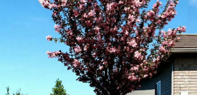 Zwerg-Blut-Pflaume / Prunus cistena als Hochstamm