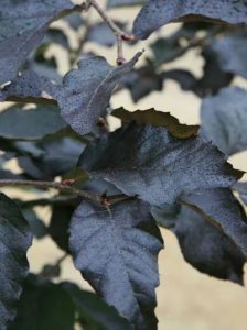 Rote Süntelbuche / Gespensterbuche / Fagus sylvatica 'Tortuosa Purpurea'