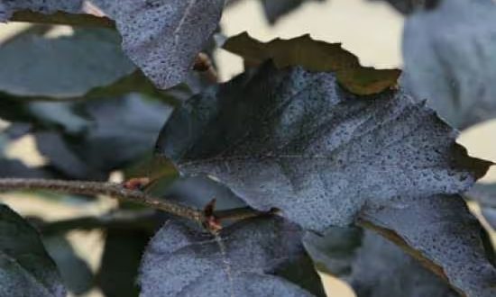 Rote Süntelbuche / Gespensterbuche / Fagus sylvatica 'Tortuosa Purpurea'