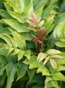 Zwerg-Esche 'Abiona' / Fraxinus excelsior 'Abiona'