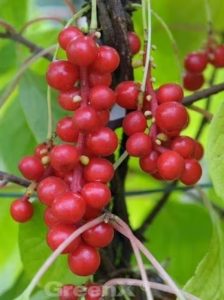 Chinesische Vitalbeere / Chinesische Beerentraube / Chinesischer Limonenbaum / Schisandra chinensis